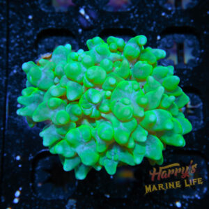 HML Green Catpaws 289