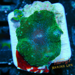 HML Bright Emerald Mushroom 226