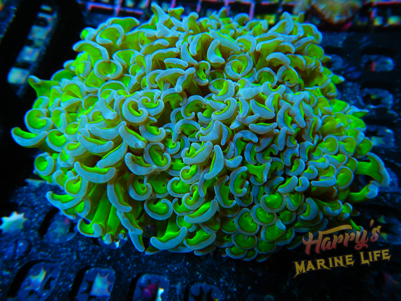 パートドヴェールペアグラス(ブルーグリーン) HML Green and Blue Wall Hammer - Harry's Marine Life