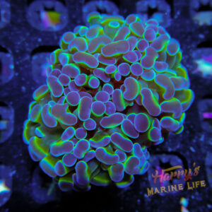 HML Holy Glow Hammer 794