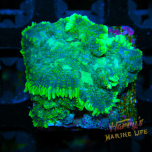 HML Chain Stich Rhodactus 655