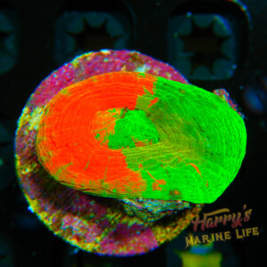 HML Yellow Burst Bleeding Apple Scoly