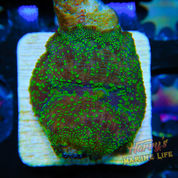 HML Green Dot Disco 237
