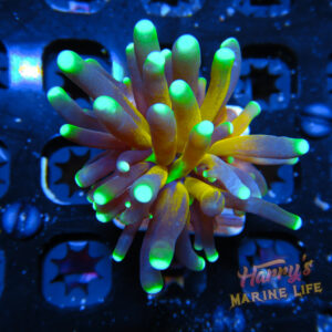 HML Tiger Torch 2.0 (Green Center)