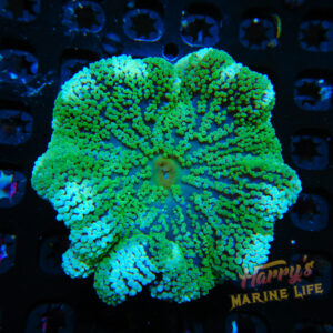 HML Striped Ultra Haddoni Carpet Anemone
