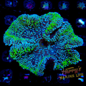 HML UFO Rainbow Haddoni Carpet Anemone