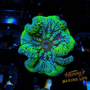 HML Small Rainbow Peacock Haddoni Carpet Anemone