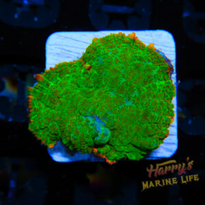 HML Tequila Sunrise Rhodactus 786