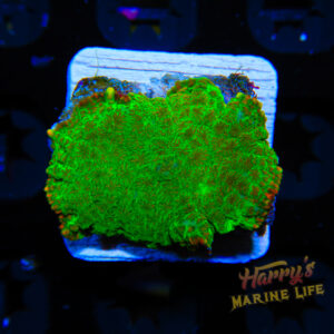 HML Tequila Sunrise Rhodactus 103
