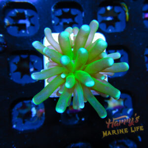 HML Baby Green Indo Torch 203
