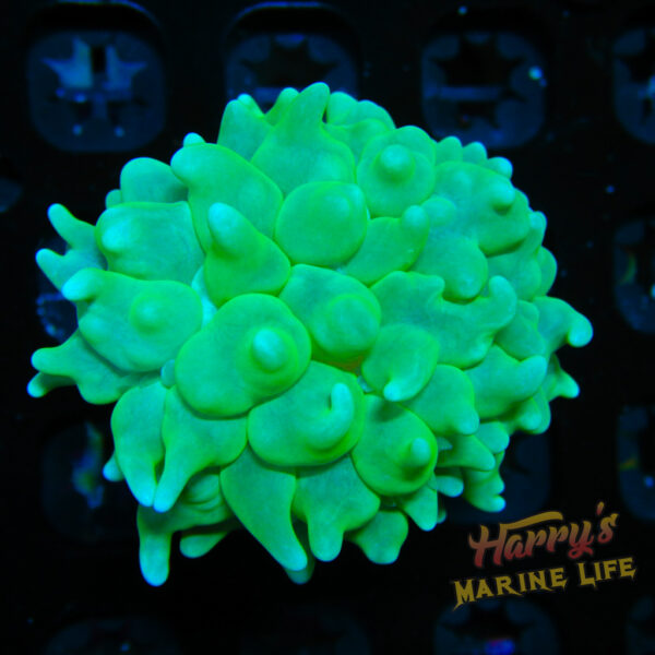 HML “Glow in the Dark” Cats Paw 885