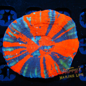 HML  Ultra War Paint Scoly 328