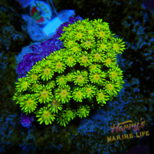 HML Rainbow Daisy Goni Mini Colony 042