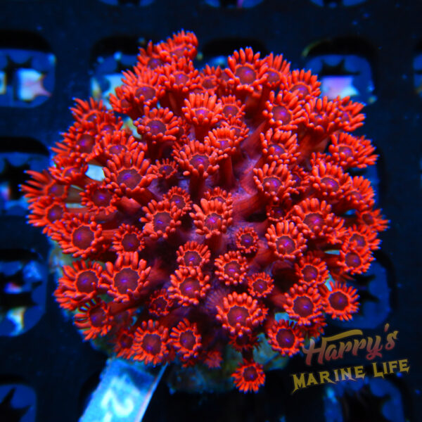 HML Indigo Soul Flame Red Goni Colony 511