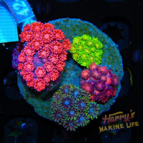 HML Rainbow Goni 4 pack 851