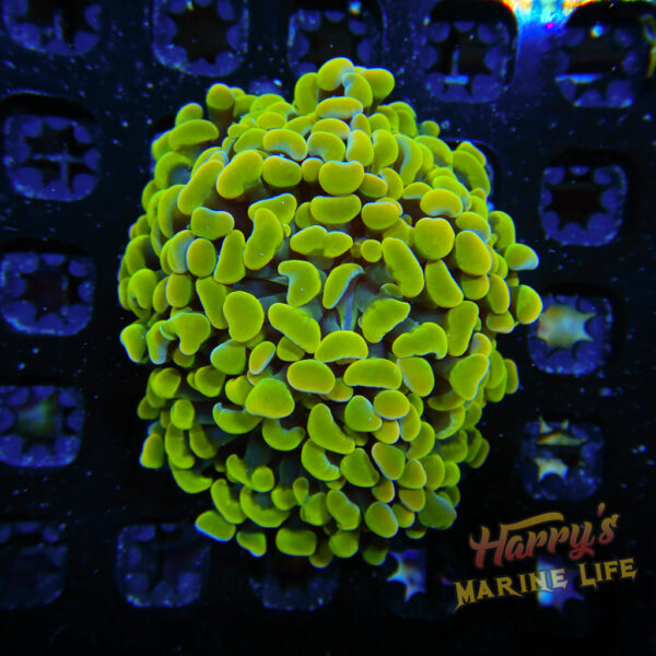 HML Goldy Lochs Hammer Multiple Heads