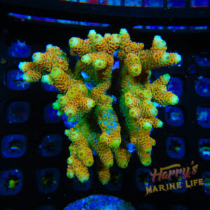 HML Rainbow Millie Colony (Expert Only) 610