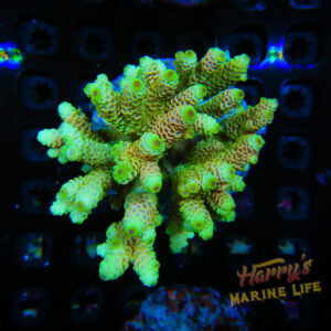 HML Rainbow Millie Colony (Expert Only) 609