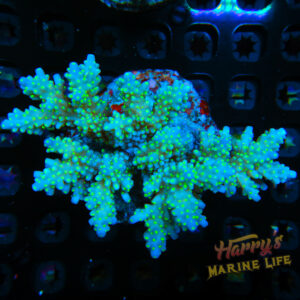 HML Ultra Green Speckle Acropora Colony (Expert Only) 494