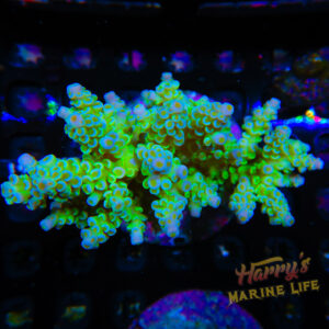 HML Home Wrecker Type Acropora Colony (Expert Only) 801