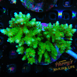 HML Ultra Green Glow Acropora Colony (Expert Only) 790