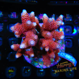 HML Blooming Rose Acropora Colony (Expert Only) 800