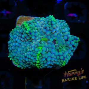 HML Pastel Multicolor Ricorea
