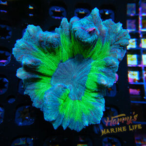 HML Northern Lights Pectinia