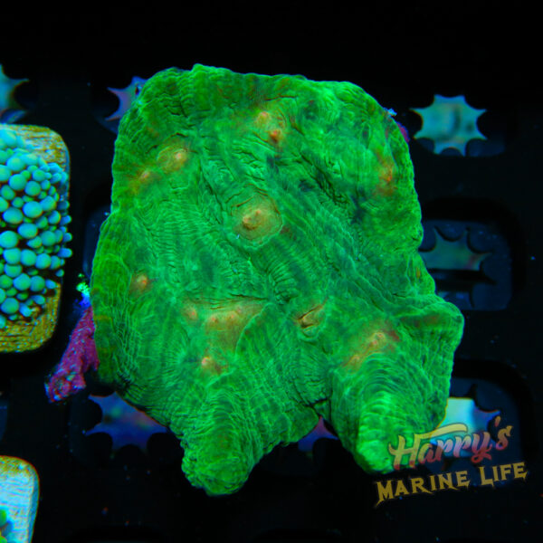 HML Yellow Eye Pectinia