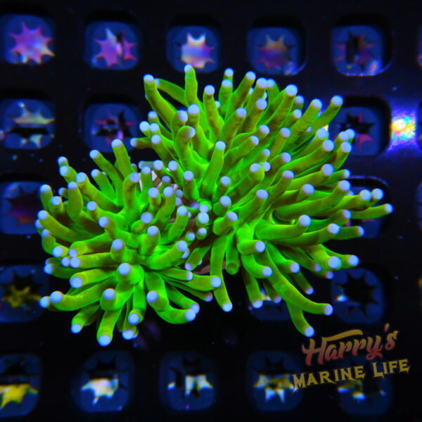 HML Ultra Holy Grail Torch Double