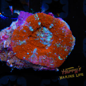 HML Ice Breaker Tonga Scoly