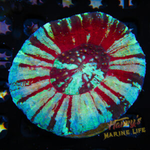 HML Prismatic Scolymia