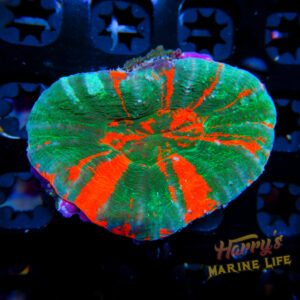 HML Molten Emerald Scoly