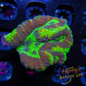 HML Green Spiral Lobo