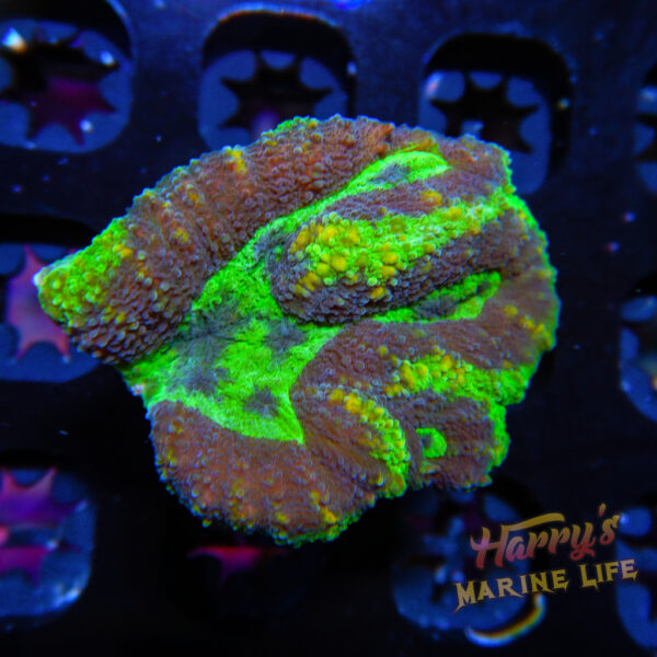 HML Green Spiral Lobo