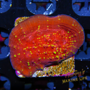 HML Magma Chalice