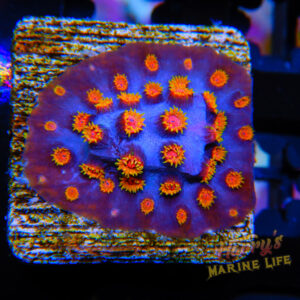 HML Bizzaro Cyphastrea