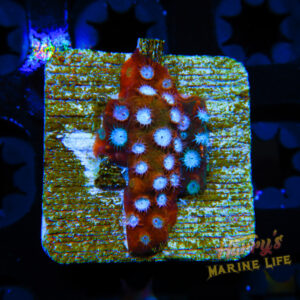 HML Grafted Cyphastrea