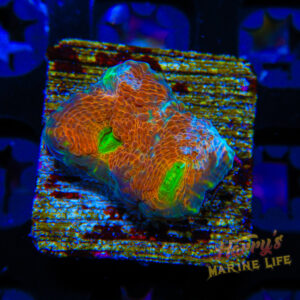HML Rainbow Echinata