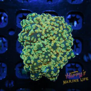 HML Glowing Octo