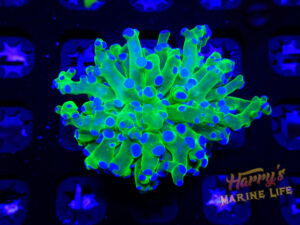 Green Blue Tip Octo 317