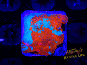 Everlasting Flaming Chalice 854