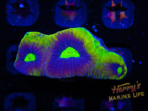 Toxic Rebal Favia 124