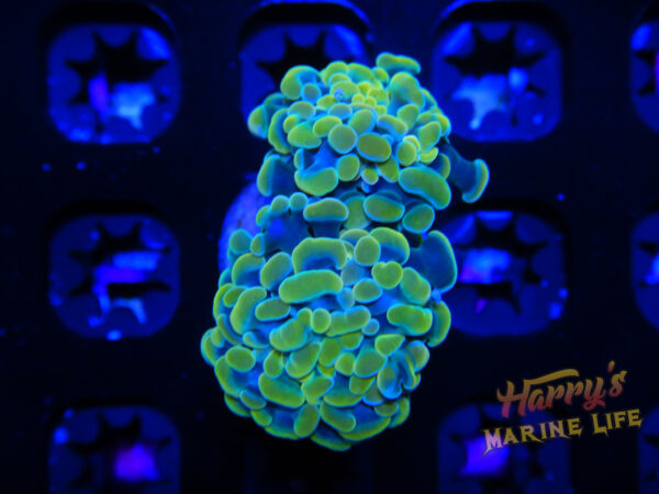 Goldilocks Branching Hammer 636