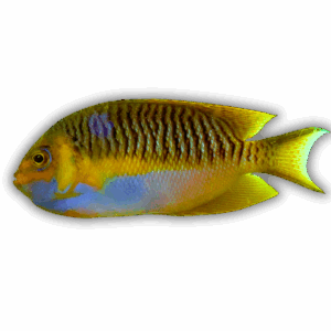 Masked Swallowtail Angelfish Male
