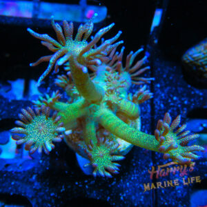 HML Green Glitter Goni