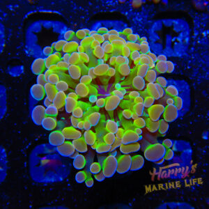 HML Hologram Hammer Single