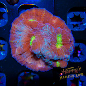 HML Green Eye Chalice