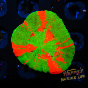 HML Bleeding Apple Scoly