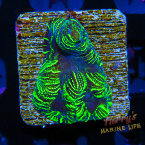 HML Jungle Green Favia